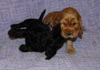 /album/fotogalerie/a1602-hra-alessandro-antonio-jpg1/