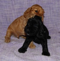 /album/fotogalerie/a1602-hra-alessandro-antonio-3-jpg1/