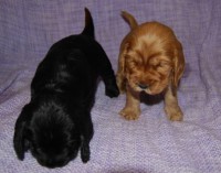 /album/fotogalerie/alessandro-antonio-1602-jpg1/