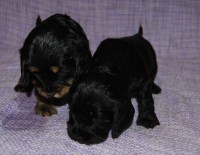 /album/fotogalerie/angelina-alyssa-1602-2-jpg1/